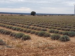 Brihuega-Lavendelfelder, Strasse nach Sigüenza